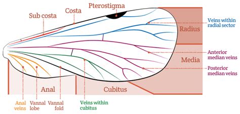 Bug basics: wings – Bob's bugs