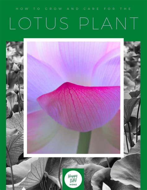 How to Grow and Care for the Lotus Plant | Happy DIY Home