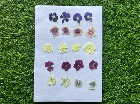 Buy Set of 20 Mixed Dried Pressed Flowers - BloomyBliss Online