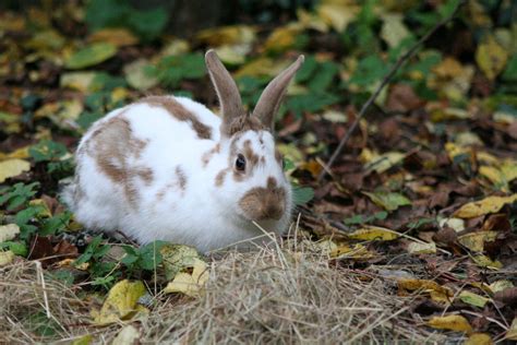 The English Spot Rabbit - Top Facts & Guide