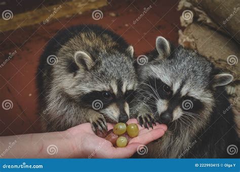 Two Raccoon Eating Grapes from Hand Stock Image - Image of eating ...