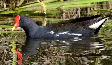 Common Moorhen