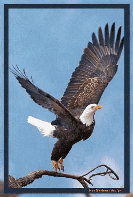 Eagle Eagles GIF - Eagle Eagles Birds - Discover & Share GIFs