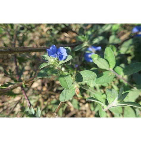 Evolvulus glomeratus (Blue Daze, Brazillian Dwarf Morning-glory, Dwarf ...