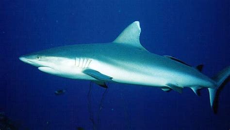 File:Grey reef shark2.jpg - Wikipedia