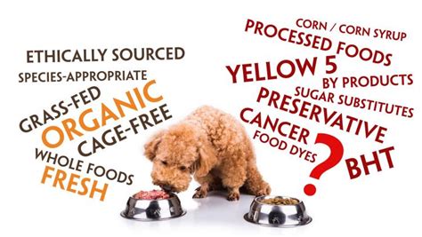 Dog Food Ingredients to AVOID! : Furchild Pet Nutrition