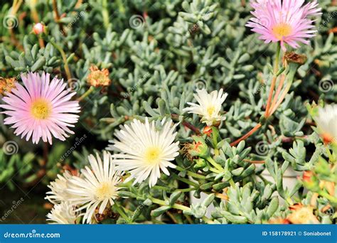 Mesembryanthemum Crystallinum White Sun in the Garden Stock Image ...