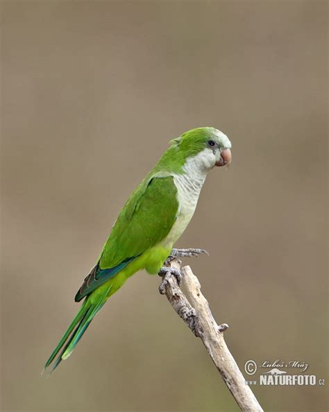 Monk Parakeet Photos, Monk Parakeet Images, Nature Wildlife Pictures | NaturePhoto