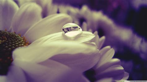 Macro photography of water dew on white petaled flower, nature, water drops, flowers, plants HD ...