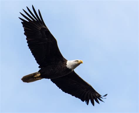 4 Types of Eagle Species in the US (with Pictures) - Optics Mag