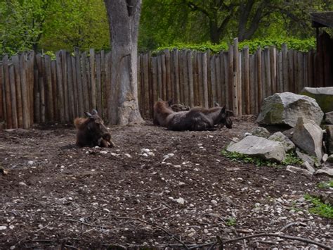 Moose - Zoo Boise | ZooChat