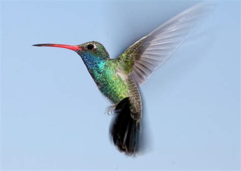 Hummingbird Free Stock Photo - Public Domain Pictures