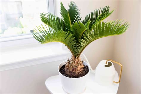 8 Types of Palm Plants to Grow Indoors