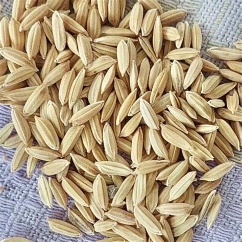 Brown Rice Paddy Seeds at Rs 242/kg | Paddy Seeds in Srikakulam | ID: 27308700612