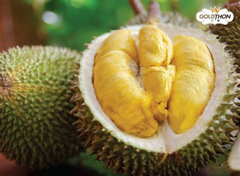 Premium Fresh Musang King Durian Online Delivery Malaysia