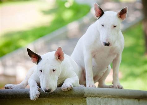 10 Strangest Looking Dog Breeds (Who Are Still Adorable)