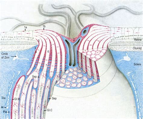 Optic nerve anatomy and pathophysiology | Ento Key