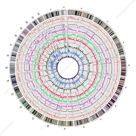 Who mapped the human genome - tikloblog