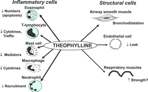 Cellular effects of theophylline. | Download Scientific Diagram