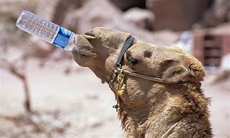 Hump Day: Camel Edition