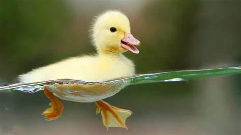 HD wallpaper: Birds, Duck, Baby Animal, Cute, Duckling, Wildlife | Wallpaper Flare