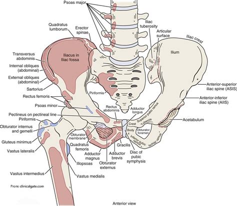 Dr.OMID BANDARCHI ,M.D. on Twitter: "Wonderful👍The anterior aspect of ...