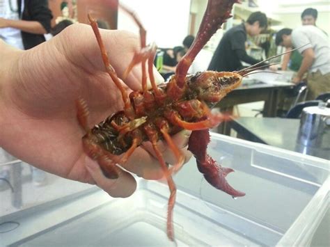 This is our crayfish and it is a male Its slightly bigger than an ...