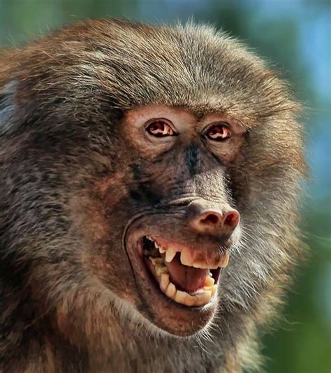 Babouin ( quel beau sourire ) | Smiling animals, Happy animals, Baboon