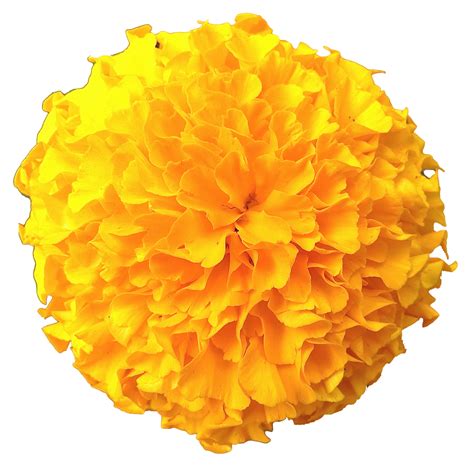 marigold png 10 free Cliparts | Download images on Clipground 2024