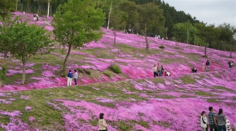 Can't get to Hokkaido in time for the Cherry Blossoms? We got you ...