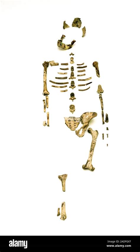 Fossil hominid skeleton Australopithecus afarensis known as 'Lucy' (AL ...