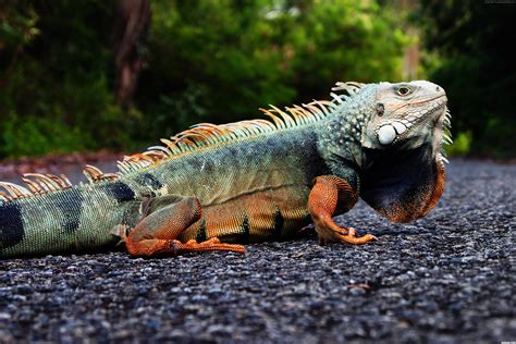 Free photo: Wild Iguana - Animal, Iguana, Jungle - Free Download - Jooinn