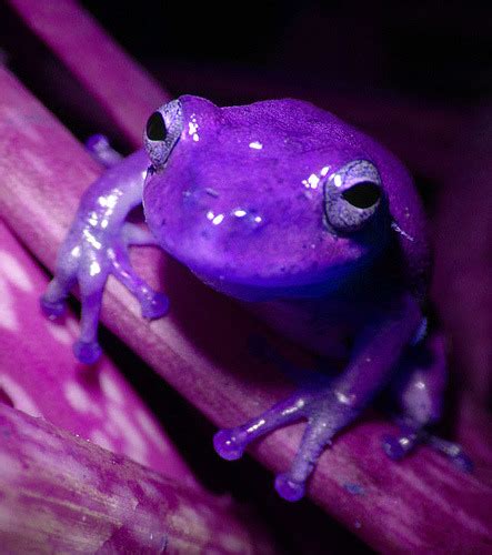 purple frog on Tumblr