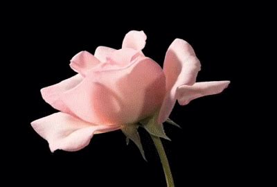 22 Amazing Roses Animated Gifs at Best Animations