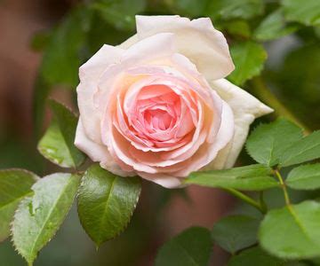 Best climbing roses: 12 romantic plants for scent and color | Homes ...