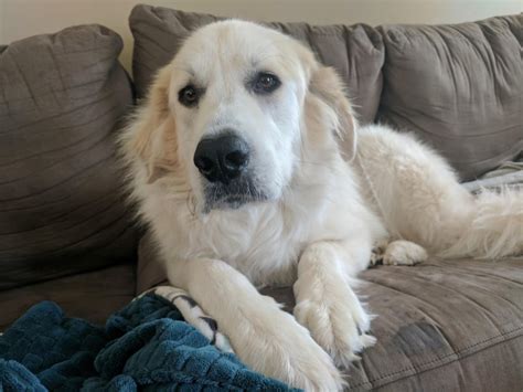 First time Pyrenees owner. Grooming tips? : greatpyrenees