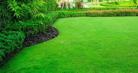 Our Year Round Lawn Care Program in North Texas | Gecko Green