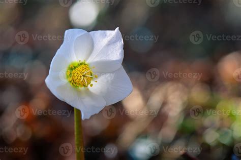 Helleborus flower with blurred background 5442982 Stock Photo at Vecteezy