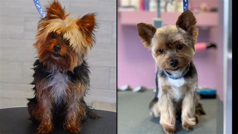 Yorkie Transformation! Grooming Yorkshire Terrier - YouTube