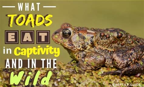 What Toads Eat In the Wild & Captivity: Expert Food List & Diet Guide