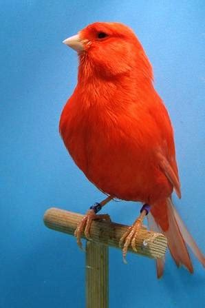 Red Factor Canary Facts, Care as Pets, Housing, Pictures | Singing Wings Aviary