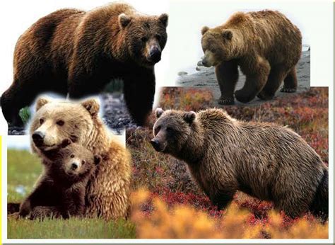 Beruang Grizzly, Info dan Contoh Gambar Beruang | Gambar Hidup