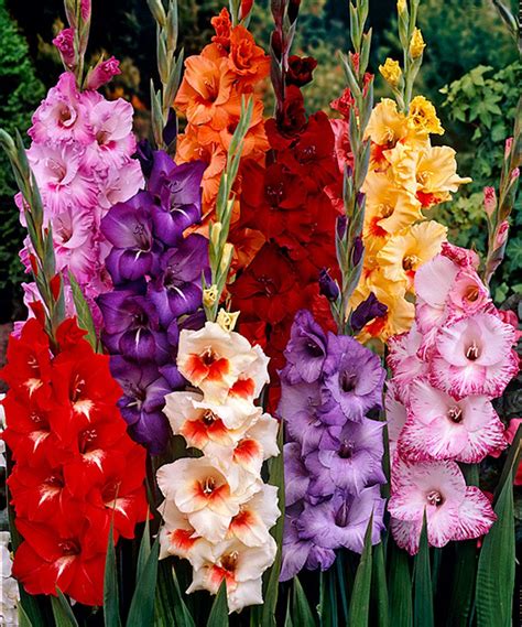 Take a look at this Mixed Tropical Gladiolus Bulb - Set of 50 today! | Lily flower seeds ...