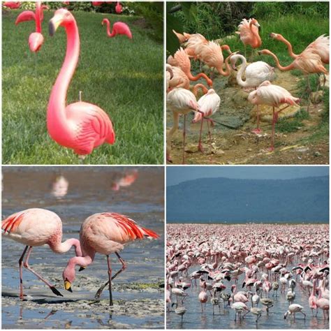 Pink Flamingos: A Preposterous Story | Mirth and Motivation