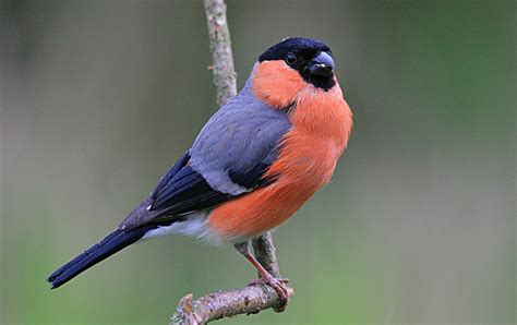 Male Bullfinch | Bullfinch, Colorful birds, Beautiful birds