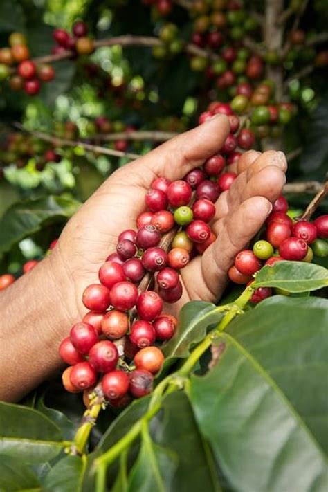 15 ARABICA COFFEE Tree Shrub Seeds Grow Your Own Coffee - Etsy | Types of coffee beans, Coffee ...