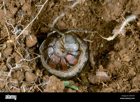 A female centipede protecting its clutch of eggs Stock Photo - Alamy