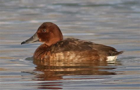 Non-Stop Birding: Ferruginous Duck and hybrids