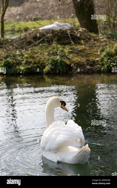 Male mute swan protects female nesting on island in middle of lake ...