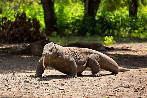 Enter the dragon: exploring Komodo National Park’s wild attractions - Lonely Planet